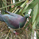 Illustration for article titled Drunk Pigeon Is All of Us, as Well as New Zealand's Bird of the Year